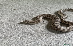 Snake reptiles for sale: Female Western Hognose  - Image 2