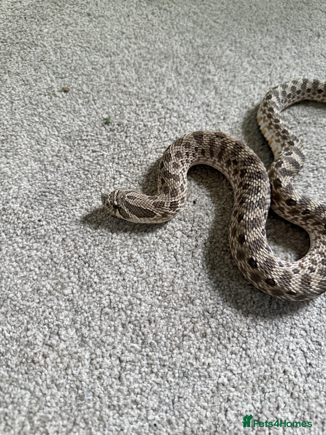 Snake reptiles for sale: Female Western Hognose  - Image 2