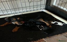 Jack Russell dogs for sale: Jack Russel puppies - Image 1