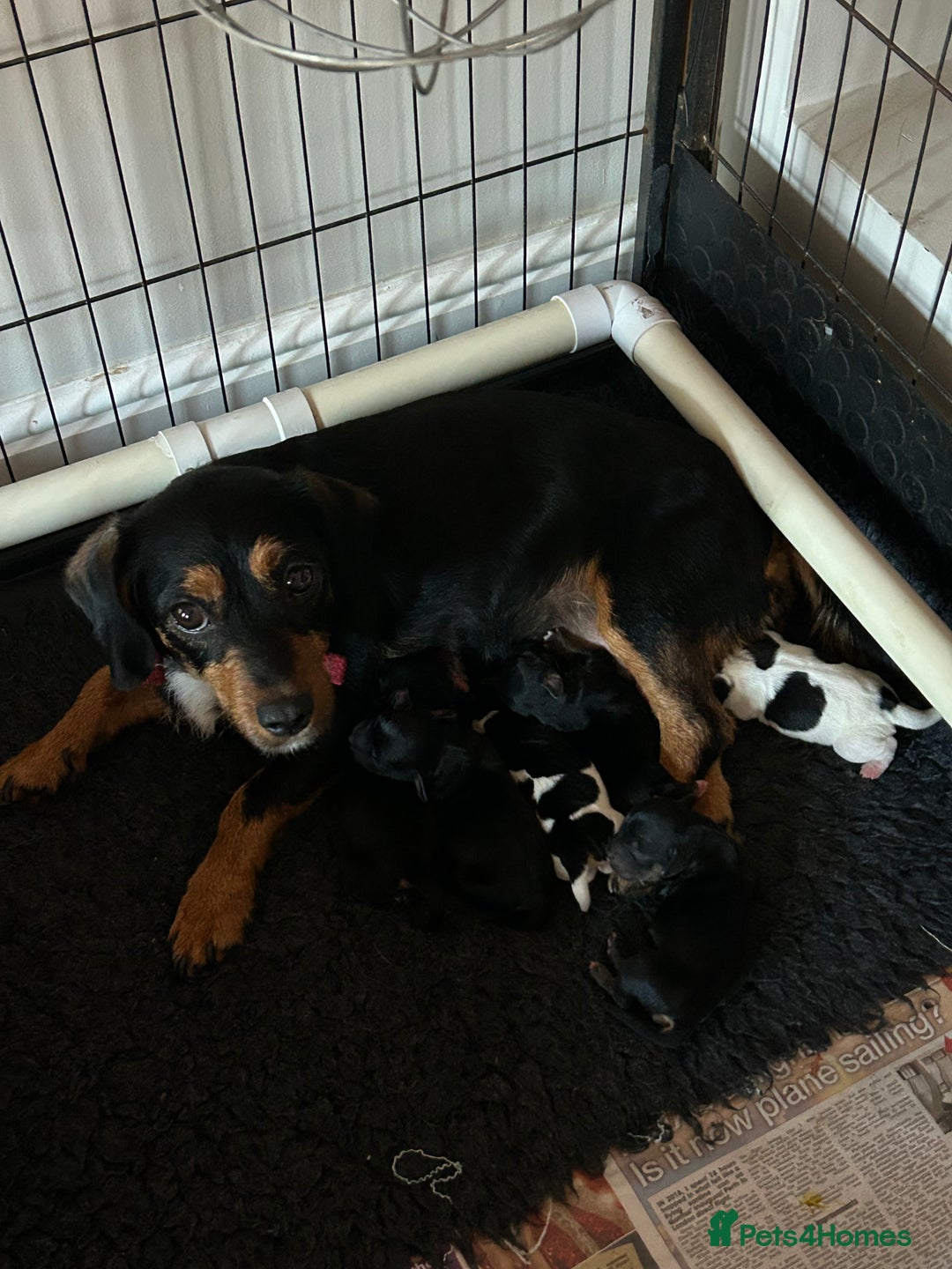 Jack Russell dogs for sale: Jack Russel puppies - Image 1