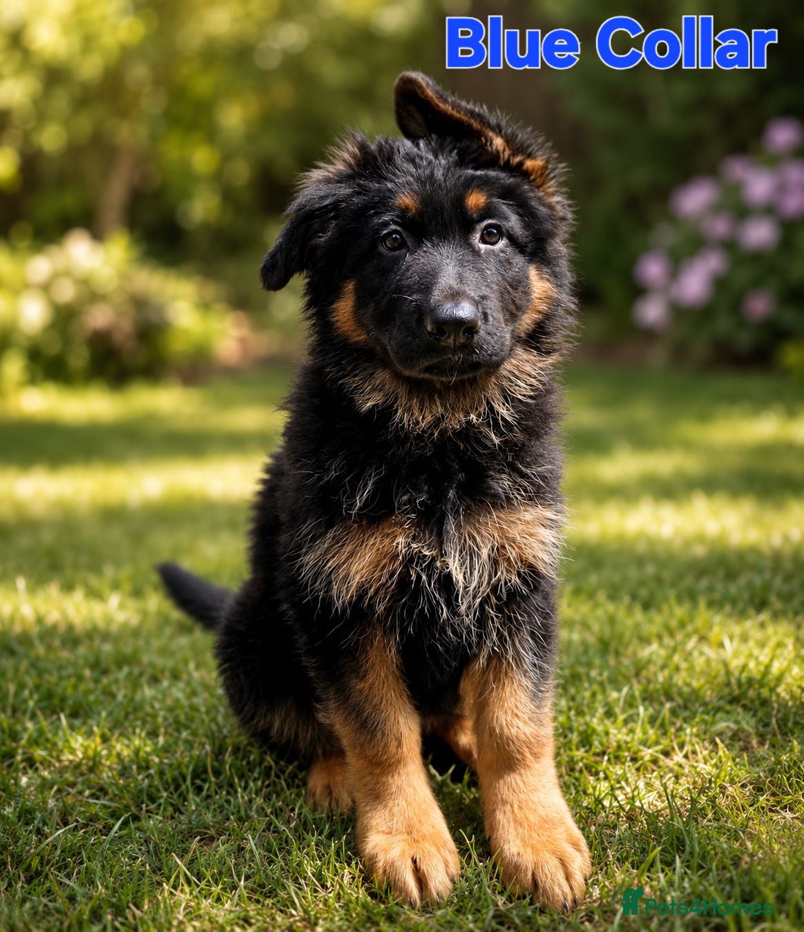 German Shepherd dogs 1 healthy straight back KC registered male GSP - Advert 2