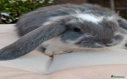 French Lop rabbits for sale: Pure bred french lop babies - Image 5