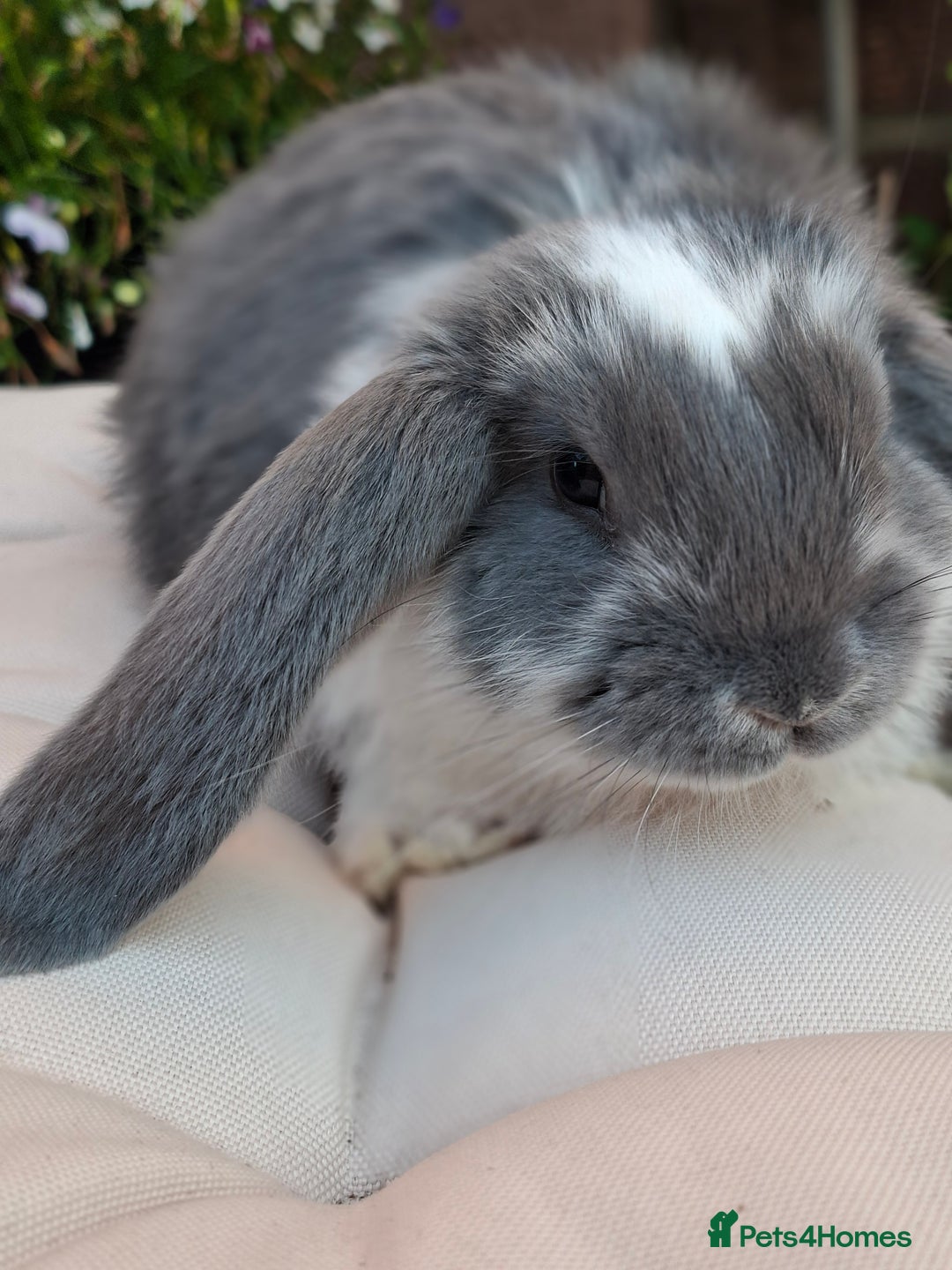 French Lop rabbits for sale: Pure bred french lop babies - Image 5