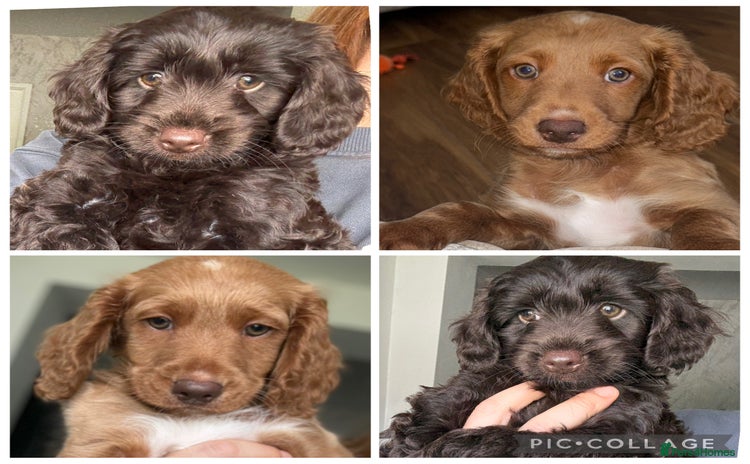 Cockapoo dogs - Advert 2