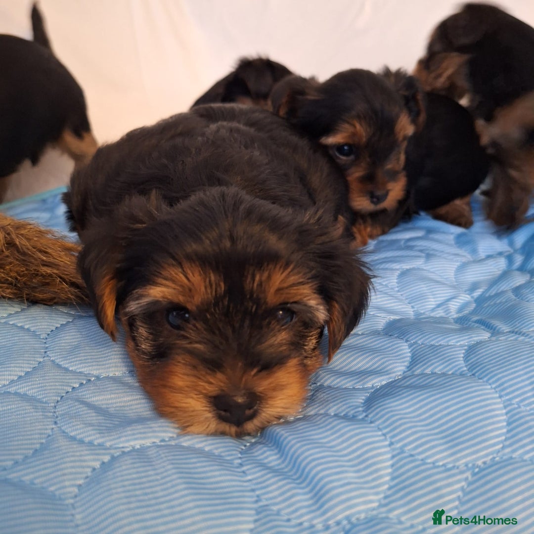 Yorkshire Terrier dogs for sale: Yorkshire Terrier Puppies – Ready 24 Dec - Image 27
