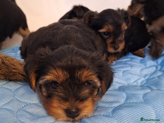 Yorkshire Terrier dogs Yorkshire Terrier Puppies – (2 left) - Advert 16