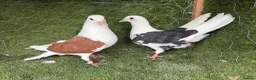 Pigeons birds for sale: Strong Breeding Pigeon Pairs – £70 Per Pair - Advert 3