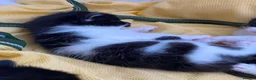 Domestic Shorthair cats for sale: Adorable kittens looking for their forever homes! in London - Advert 5