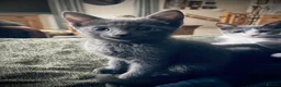 Domestic Shorthair cats for sale: Beautiful kittens  - Advert 7