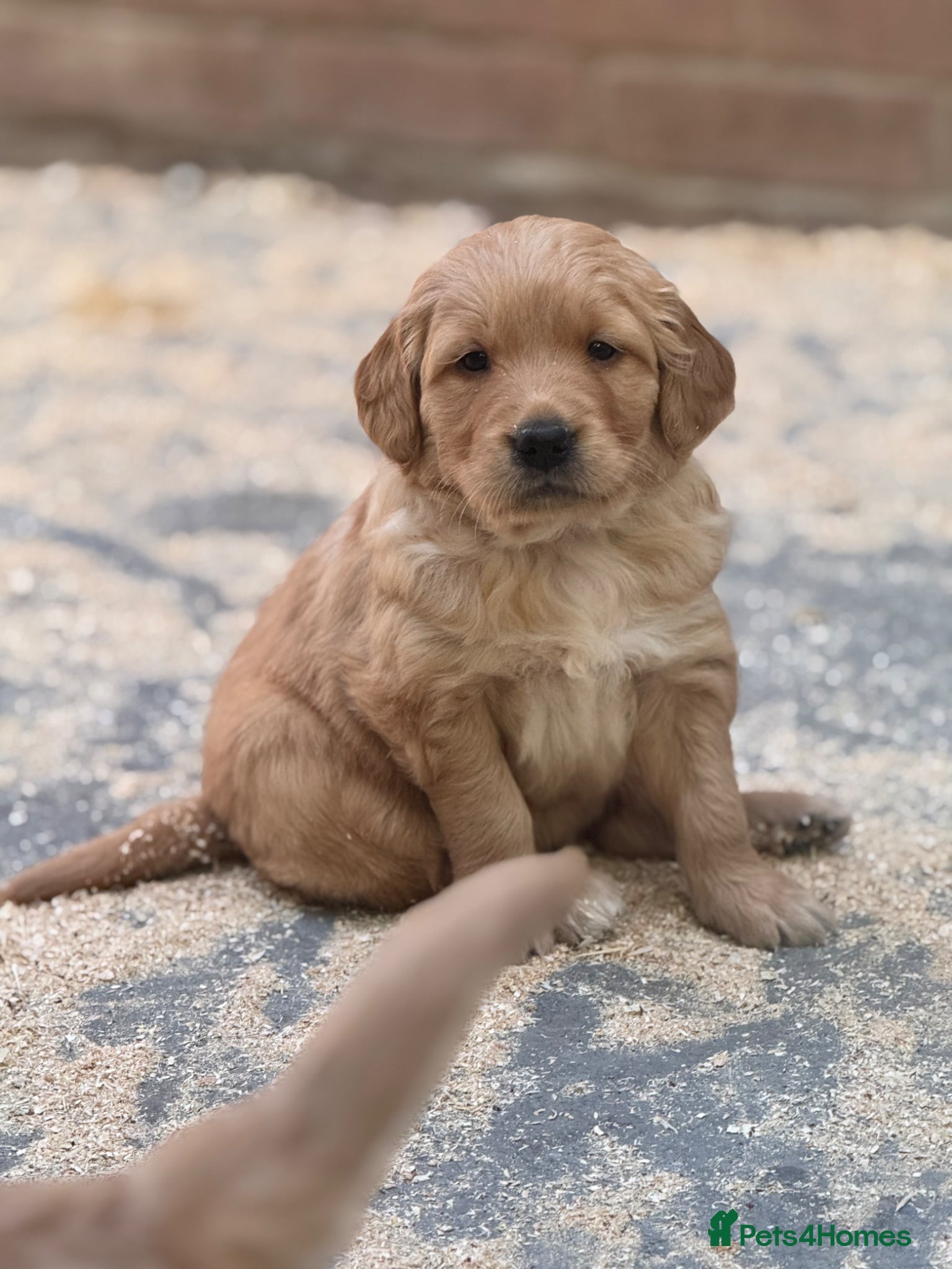 Golden Retriever dogs 8 exceptional Golden Retriever  - Advert 2