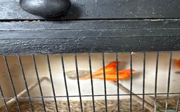 Canaries birds for sale: Red Factor Canaries - Image 5