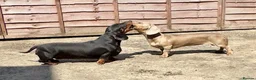 Miniature Dachshund dogs for sale: Miniature Dachshunds  - Advert 12
