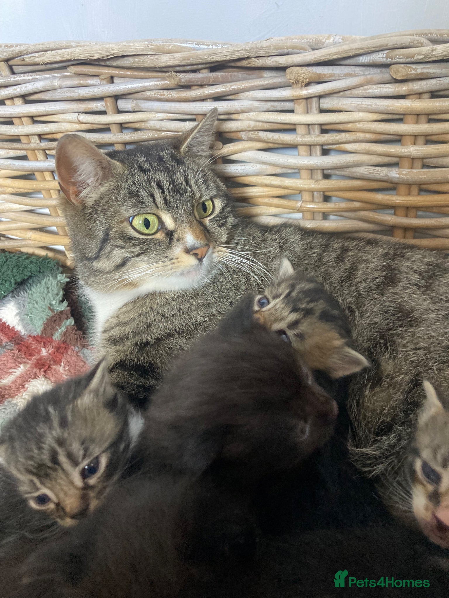 Mixed Breed cats Beautiful family friendly kittens - Advert 4