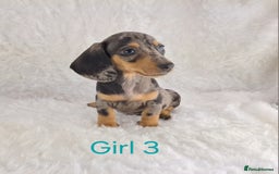 Miniature Dachshund dogs for sale: Beautiful Miniature Dachshund Puppies  - Image 12