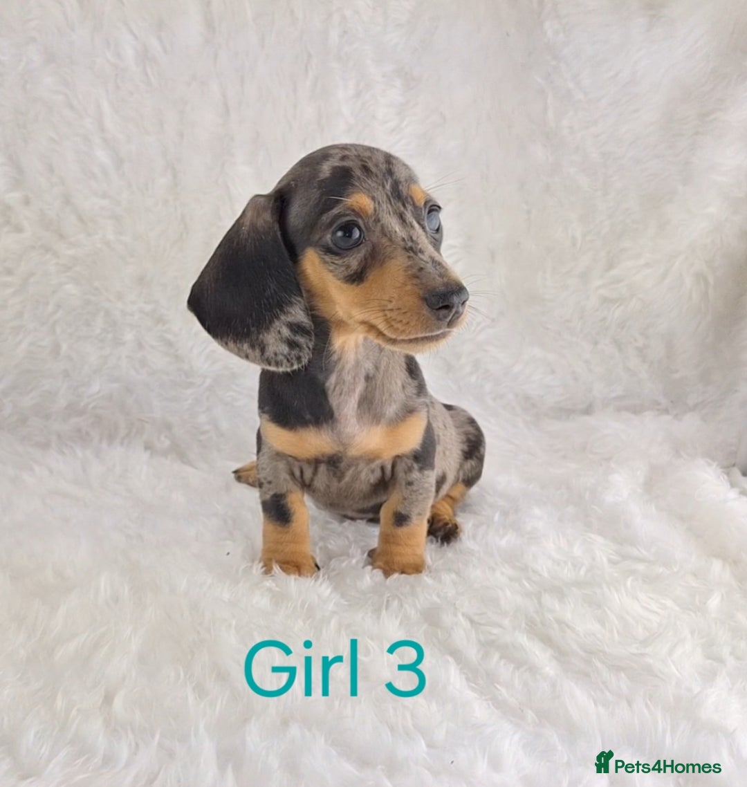 Miniature Dachshund dogs for sale: Beautiful Miniature Dachshund Puppies  - Image 12