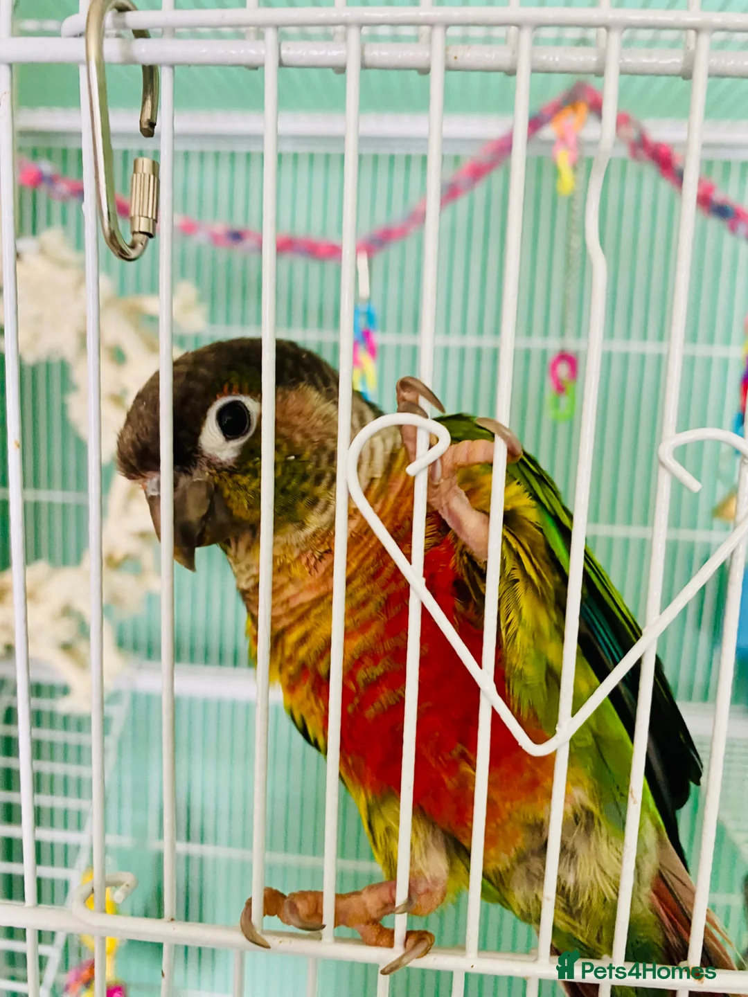 Conures birds for sale: Green cheek conure very entertaining - Advert 1