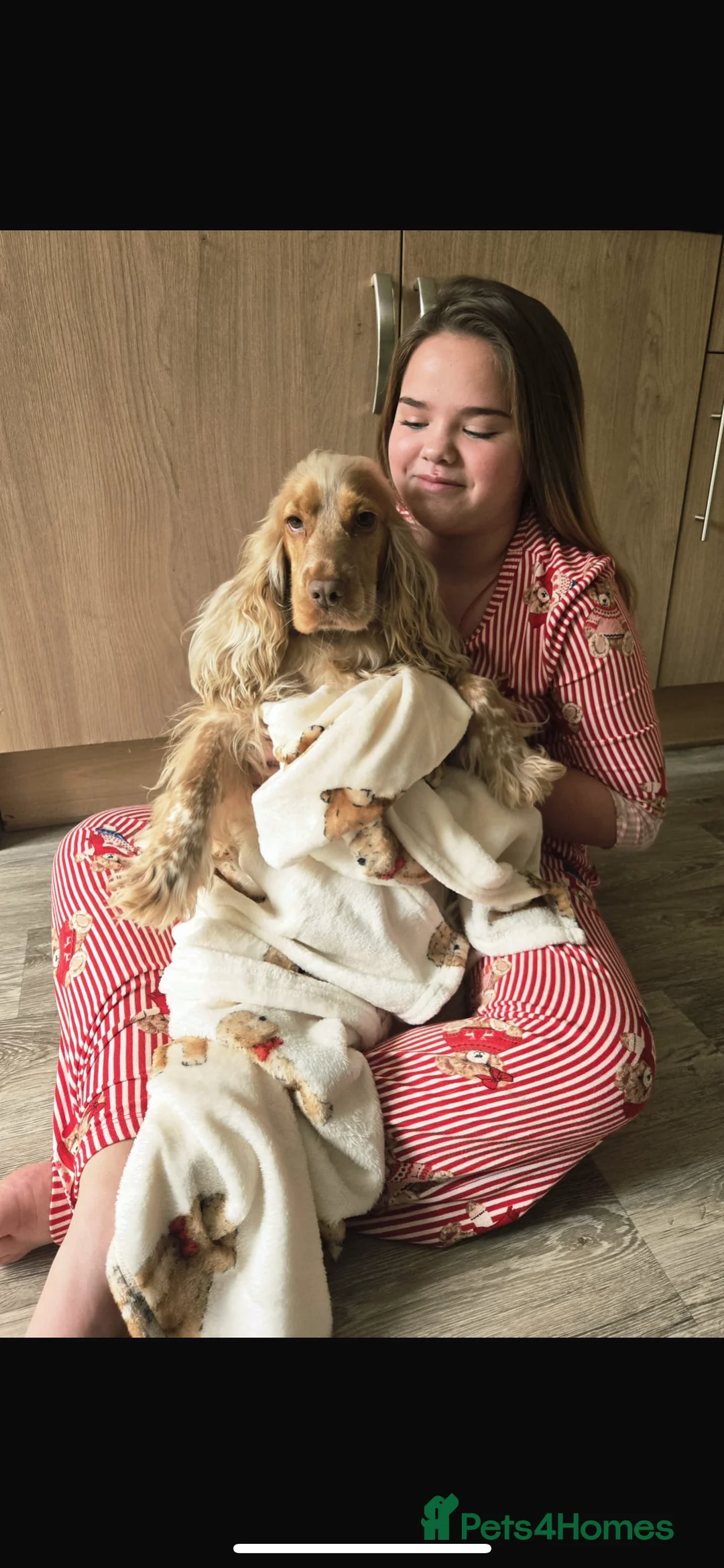 Cocker Spaniel dogs for sale: Cocker spaniel orange roan - Advert 3