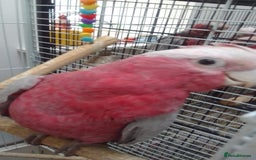 Cockatoo birds for sale: Galah cockatoos boy&girl available silly tamed - Image 12