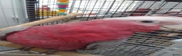 Cockatoo birds for sale: Galah cockatoos boy&girl silly tamed UK delivery - Advert 12