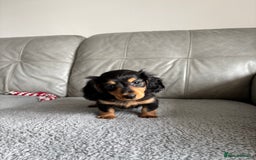Dachshund dogs for sale: READY NOW LONGHAIRED MINIATURE DACHSHUNDS - Image 1
