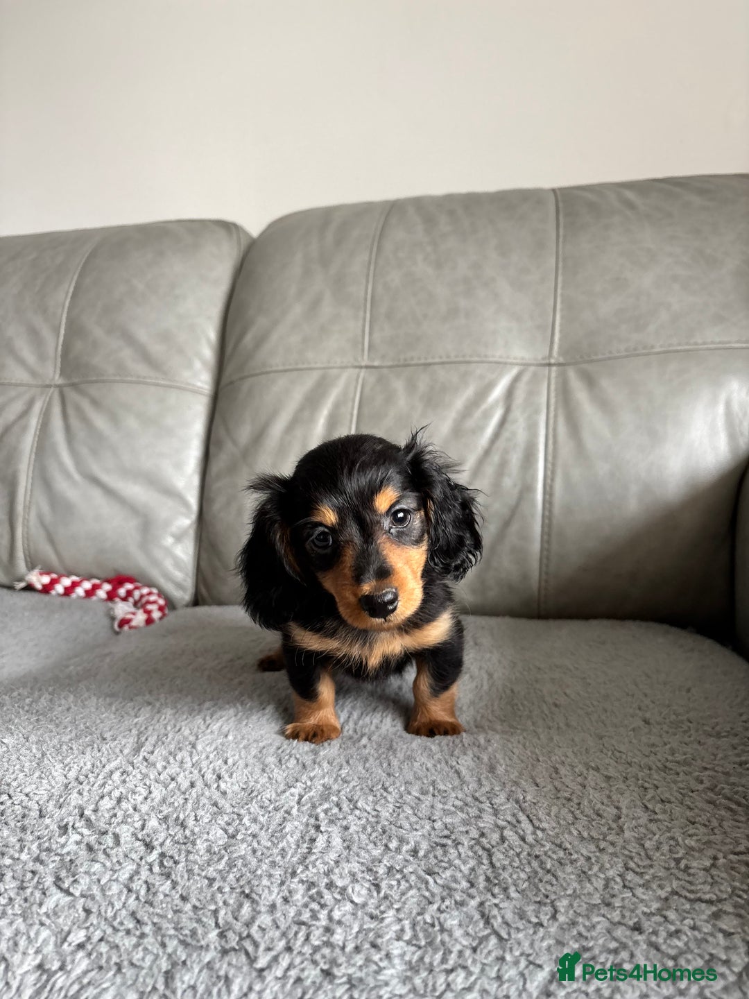 Dachshund dogs for sale: READY NOW LONGHAIRED MINIATURE DACHSHUNDS - Image 1