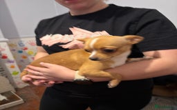 Mixed Breed dogs for sale: Males fenchie chihuahua x2 female chihuahua  - Image 18