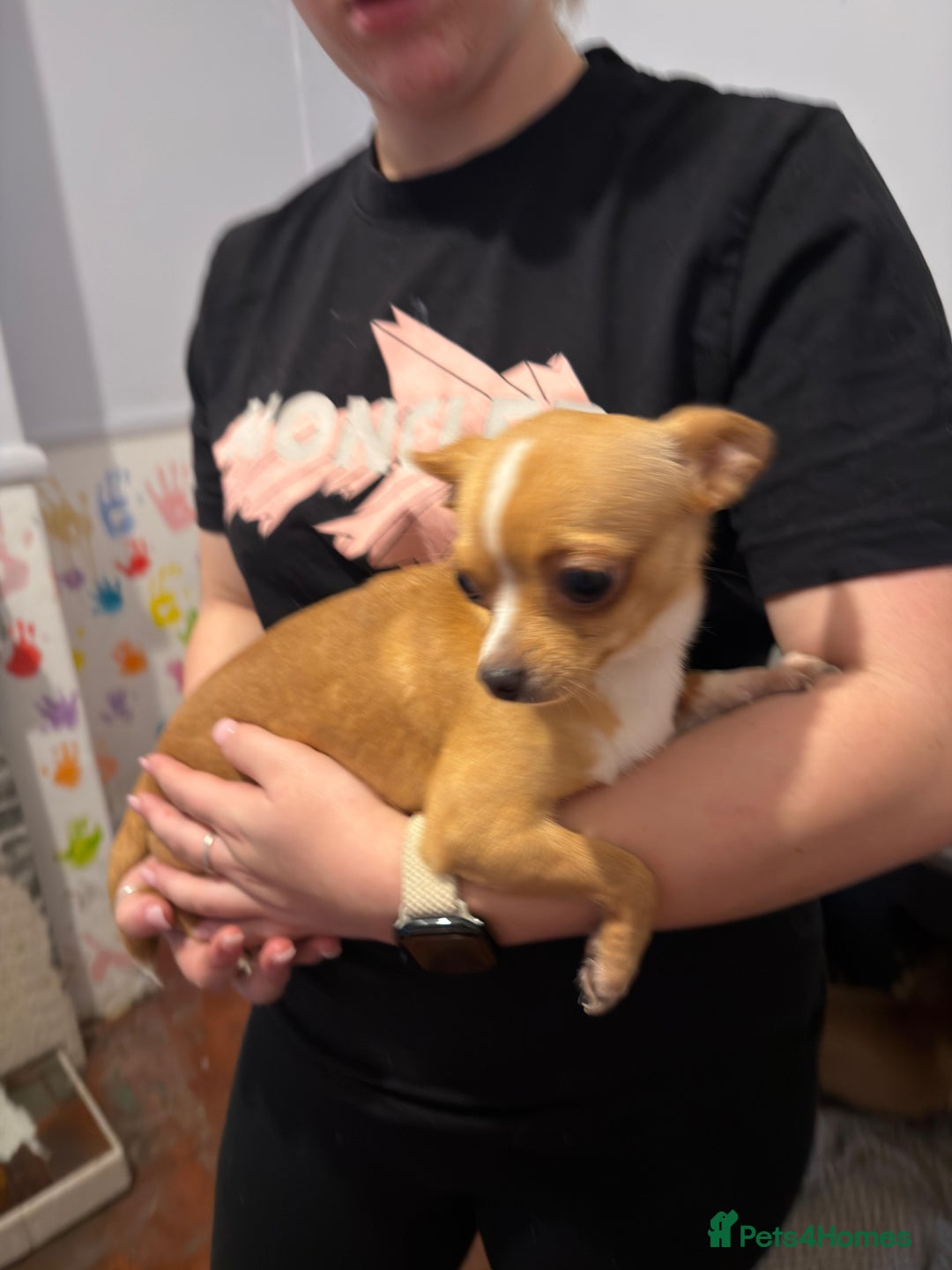 Mixed Breed dogs for sale: Males fenchie chihuahua x2 female chihuahua  - Image 18