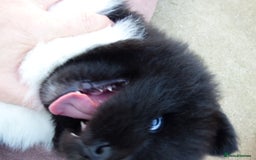 Akita dogs for sale: Quality Akita Babies (& KC Registered) - Image 13