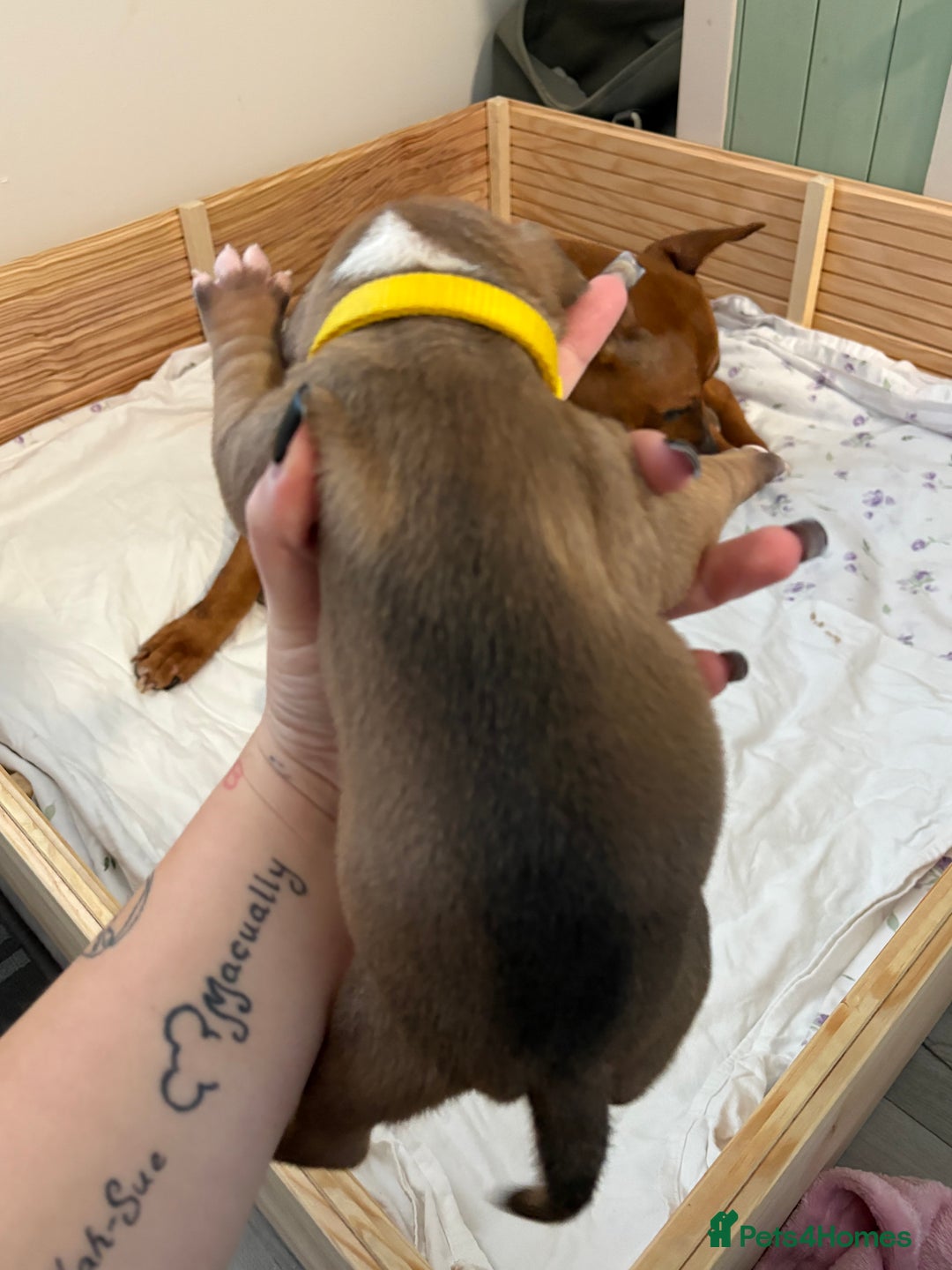 Mixed Breed dogs for sale: Staffordshire bull terrier x american bulldog pups - Advert 8