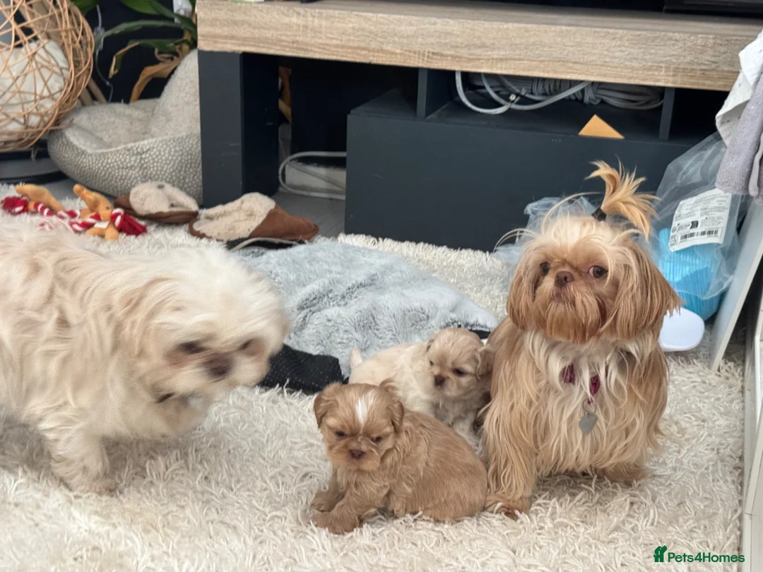 Shih Tzu dogs for sale: Imperial Shihtzu babies ❤️ - Advert 2