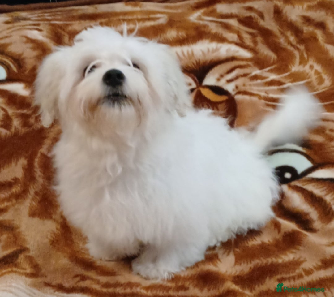 Maltese dogs for sale: BEAUTIFUL MALTESE PUPPIES - FROM LONDON . - Advert 15