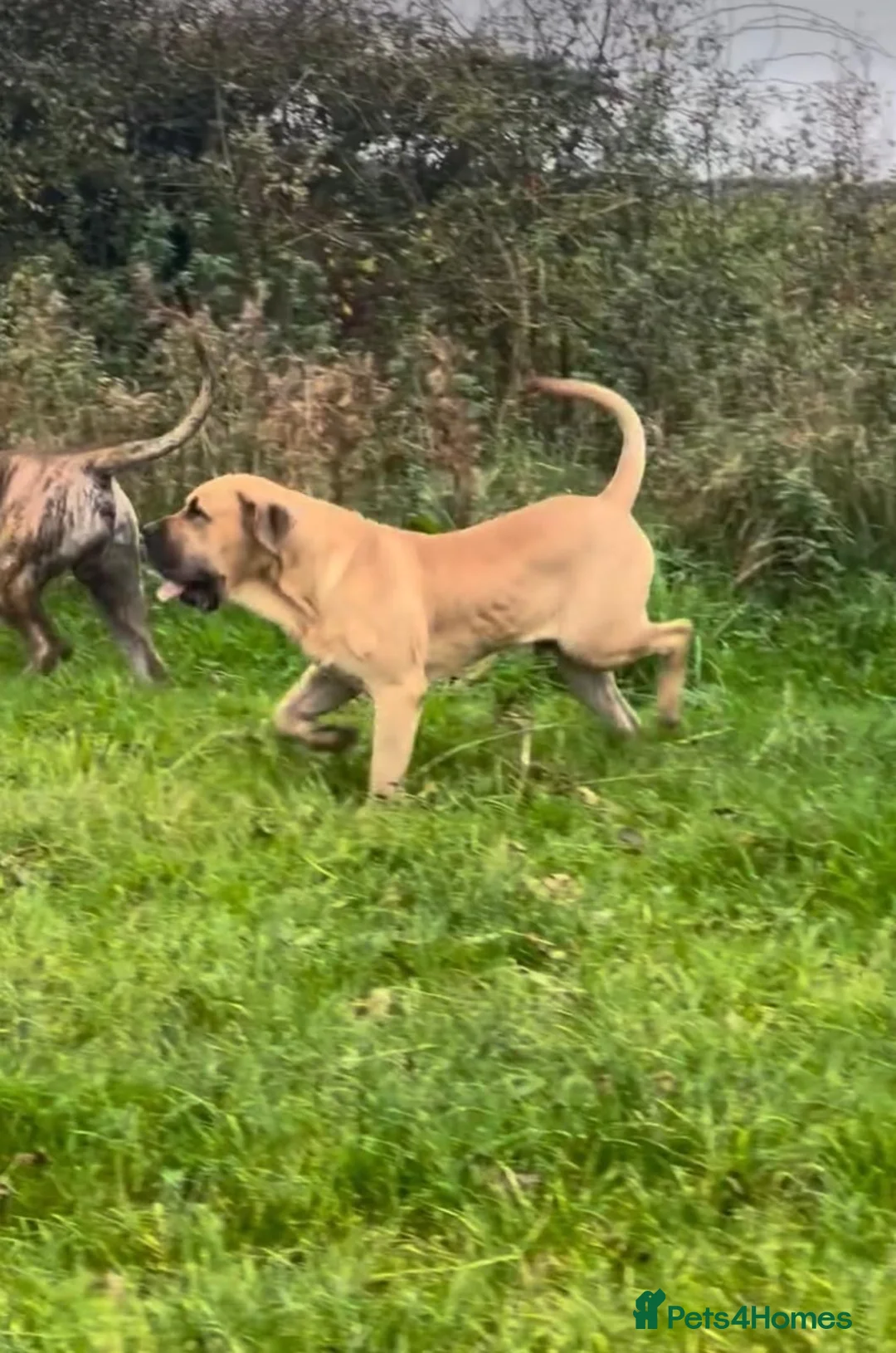 Presa Canario dogs for sale: 🏆 Champion Bloodline Presa Canario – Fawn Male 🐾 - Advert 5