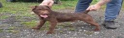 Patterdale Terrier dogs for stud: Chocolate patterdale in Stockport - Advert 1