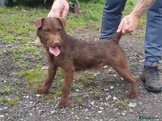 Patterdale Terrier dogs in Stockport - Advert 2