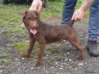 Patterdale Terrier dogs Chocolate patterdale in Stockport - Advert 2