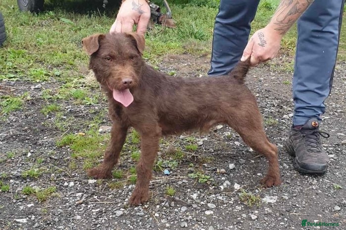 Patterdale Terrier dogs in Stockport - Advert 1