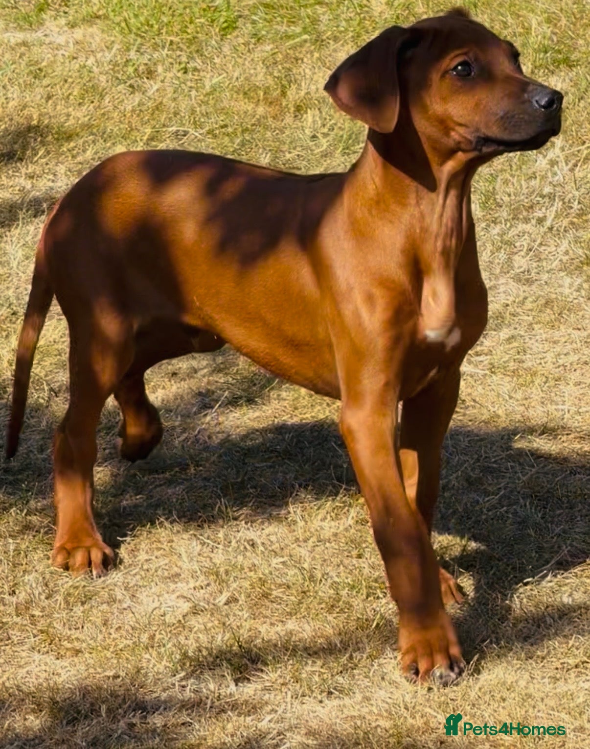 Rhodesian Ridgeback dogs Rhodesian Ridgeback Puppies European Pedigree - Advert 2