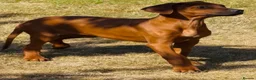 Rhodesian Ridgeback dogs for sale: Rhodesian Ridgeback Puppies European Pedigree - Advert 2