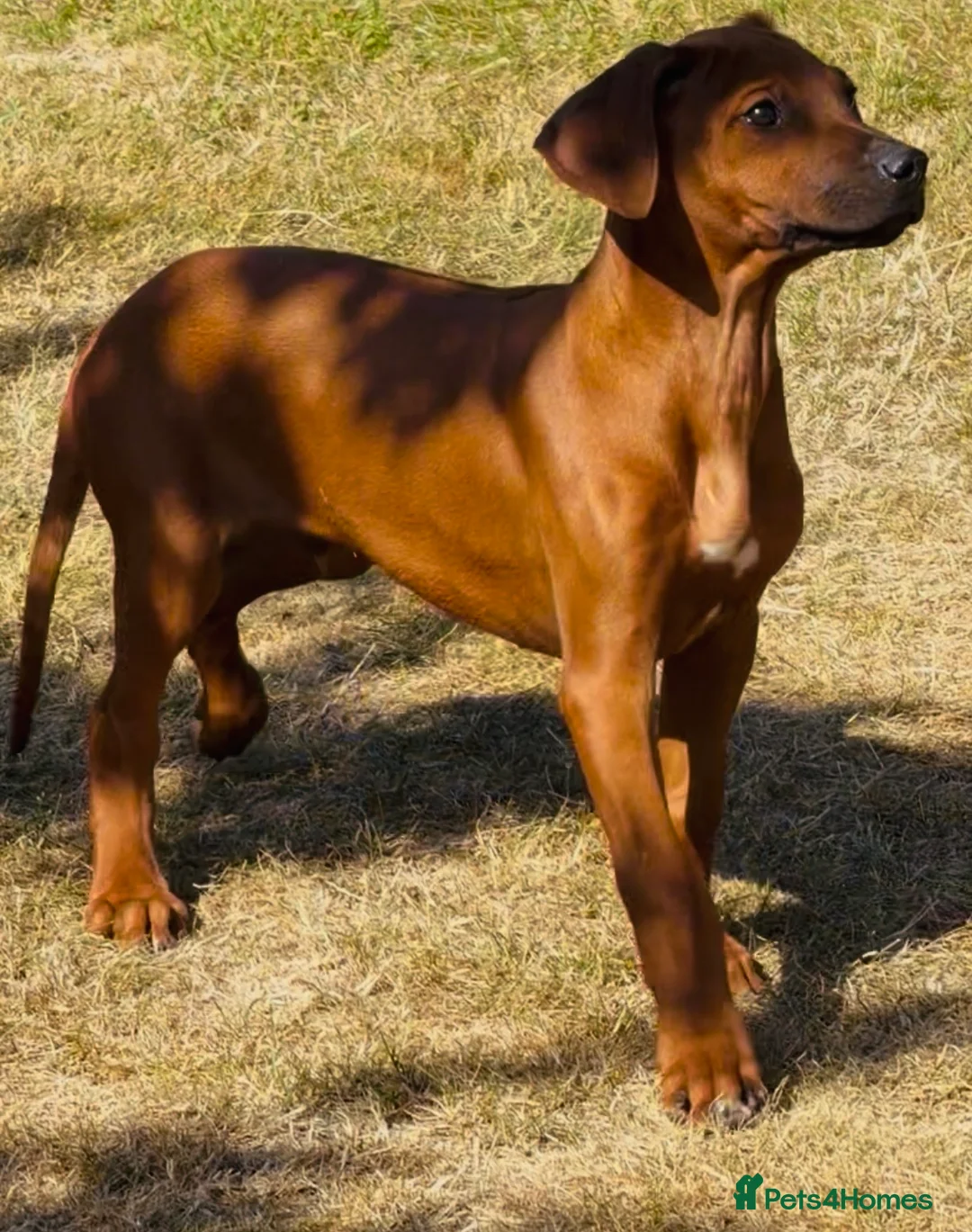 Rhodesian Ridgeback dogs for sale: Rhodesian Ridgeback Puppies European Pedigree - Advert 2