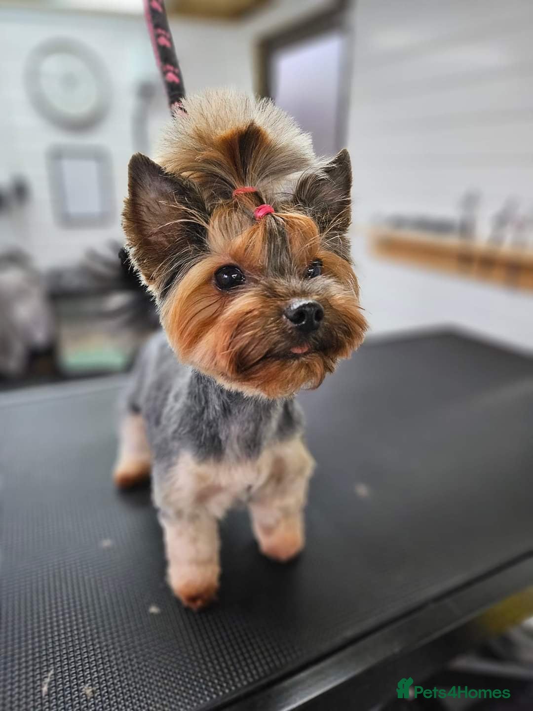 Yorkshire Terrier dogs Yorkshire Terrier puppy  - Advert 2