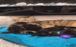 Norwegian Forest Cat cats for sale: Norwegian Forest kittens for sale - Image 9