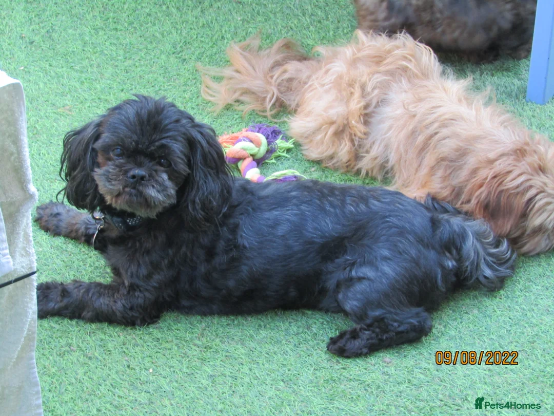 Shih Tzu dogs for stud: Bailey for stud in Spalding - Advert 7