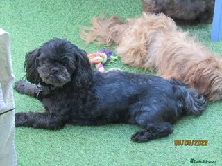 Shih Tzu dogs Bailey for stud - Advert 4