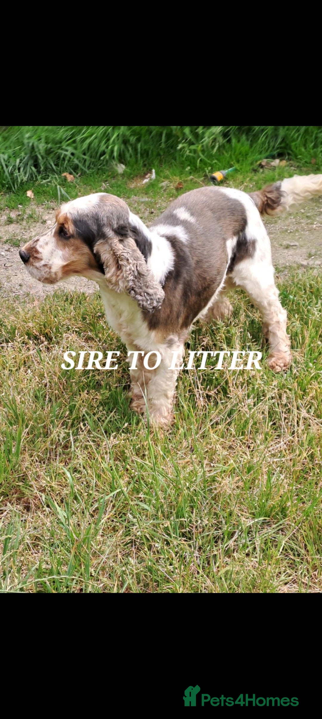 Cocker Spaniel dogs for sale: QUALITY COCKER SPANIAL PUPPIES VARIOUS COLOURS - Image 11