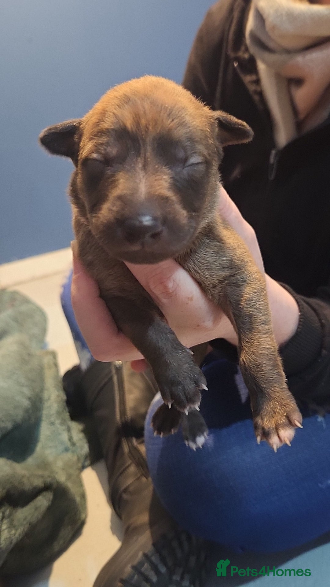 Whippet dogs for sale: 8 beautiful  brindle whippet  - Advert 31