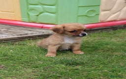 Jack Russell dogs for sale: Beautiful Jack Russell Puppies - Image 13