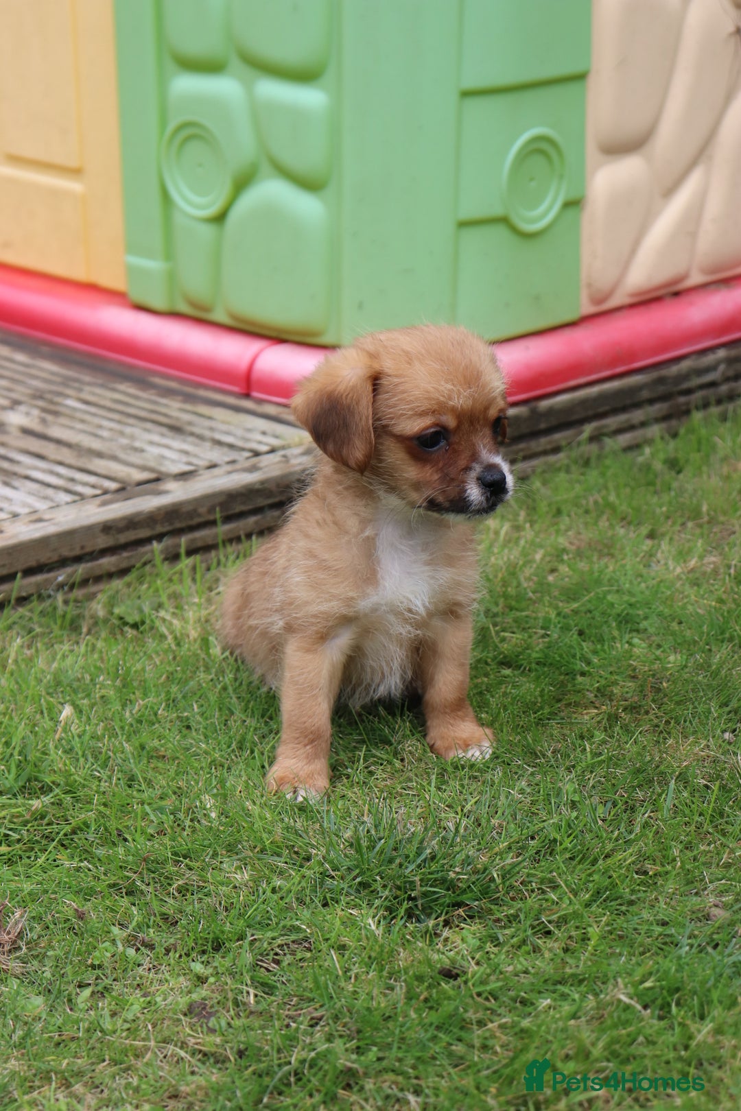 Jack Russell dogs for sale: Beautiful Jack Russell Puppies - Image 13