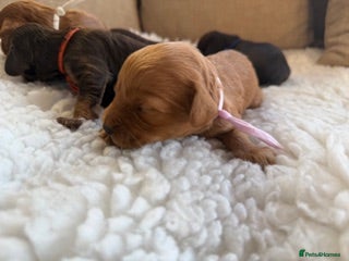 Cavapoo dogs F1 Exstensively Health Tested Cavapoos - Advert 1