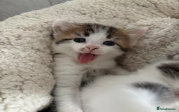 Mixed Breed cats for sale: 5 wee kittens needing homes. - Image 1