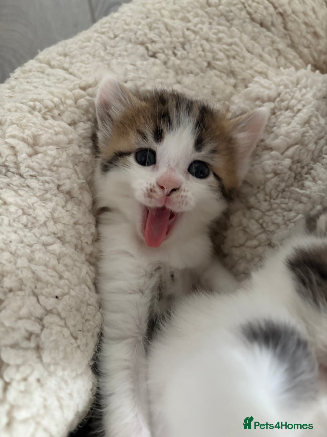 Mixed Breed cats for sale: 5 wee kittens needing homes. - Image 1